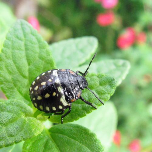 Nezara viridula